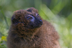 Red-bellied Lemur portrait