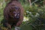 Red-bellied Lemur
