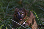 Red-bellied Lemur