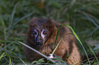 Red-bellied Lemur