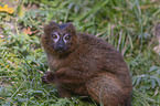 sitting Red-bellied Lemur