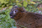 Red-bellied Lemur portrait