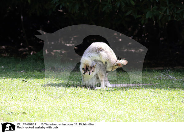 Rotnackenwallaby mit Jungtier / Red-necked wallaby with cub / FF-08867