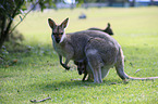 Red-necked wallaby with cub