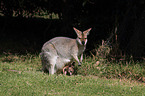 Red-necked wallaby with cub