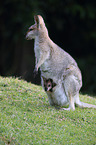 Red-necked wallaby with cub