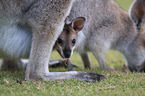 Red-necked wallaby with cub