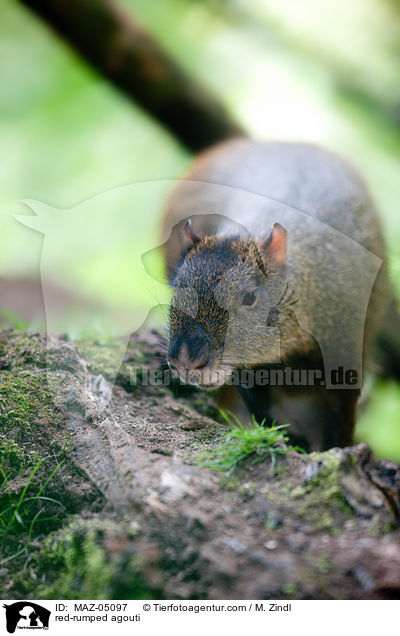 red-rumped agouti / MAZ-05097