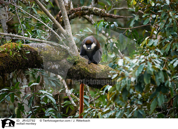 redtail monkey / JR-02792