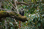 redtail monkey