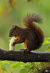red-tailed squirrel
