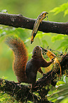 red-tailed squirrel