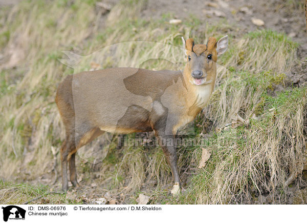 Chinesischer Muntjak / Chinese muntjac / DMS-06976