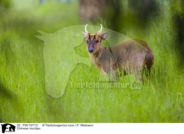 Chinesischer Muntjak / Chinese muntjac / PW-10713