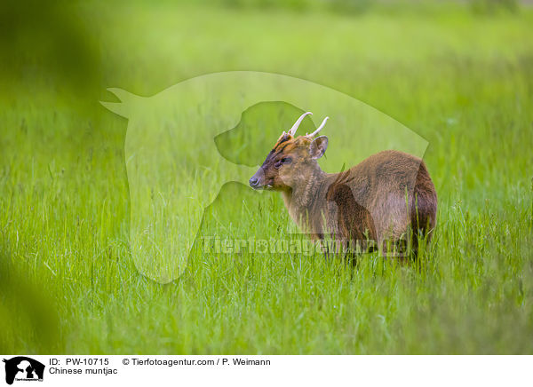 Chinesischer Muntjak / Chinese muntjac / PW-10715