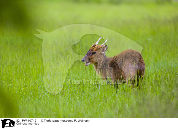 Chinesischer Muntjak / Chinese muntjac / PW-10716