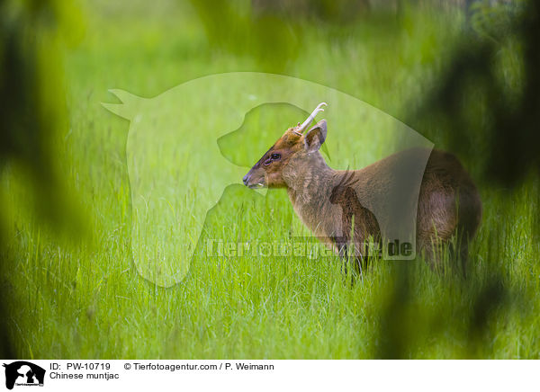 Chinesischer Muntjak / Chinese muntjac / PW-10719