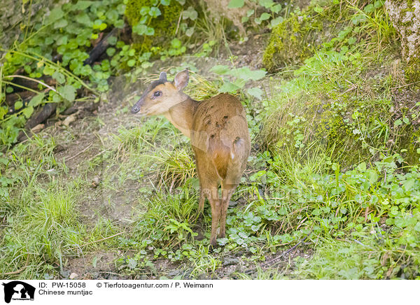 Chinesischer Muntjak / Chinese muntjac / PW-15058