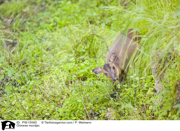Chinese muntjac / PW-15060