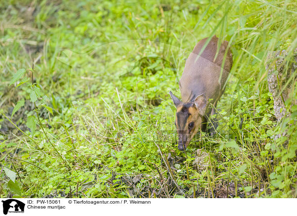 Chinesischer Muntjak / Chinese muntjac / PW-15061