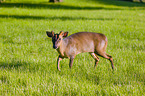 Chinese muntjac