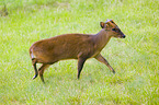 Chinese muntjac