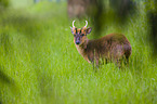 Chinese muntjac