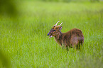 Chinese muntjac