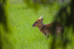 Chinese muntjac