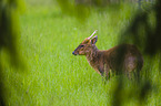 Chinese muntjac