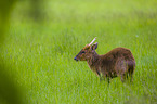 Chinese muntjac