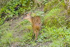 Chinese muntjac
