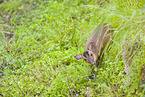 Chinese muntjac
