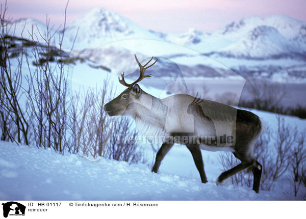 Rentier / reindeer / HB-01117