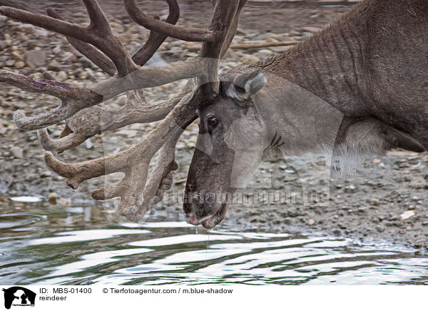 Rentier / reindeer / MBS-01400