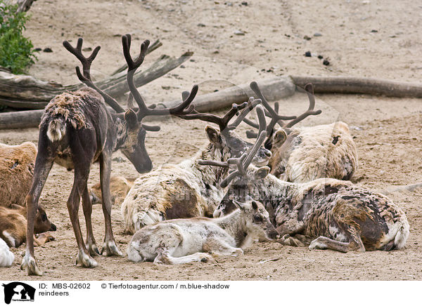 reindeers / MBS-02602