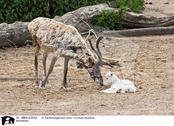 reindeers / MBS-02604
