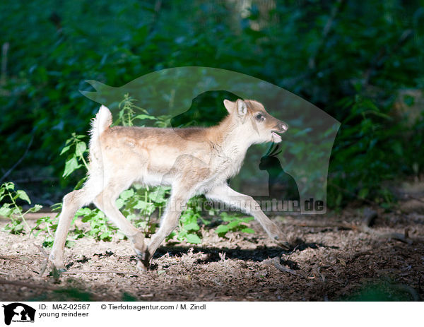 young reindeer / MAZ-02567
