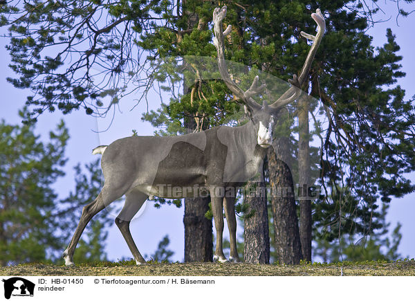 Rentier / reindeer / HB-01450