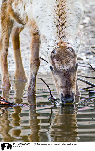 Rentier / reindeer / MBS-05053