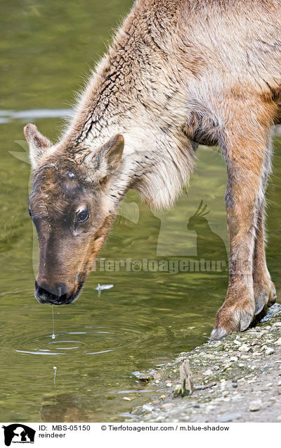 reindeer / MBS-05150