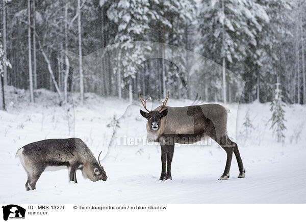Rentiere / reindeer / MBS-13276