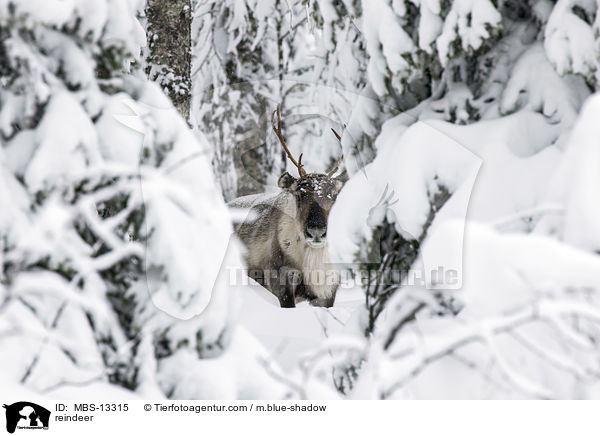 Rentier / reindeer / MBS-13315