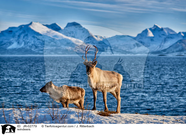 Rentiere / reindeers / JR-02779