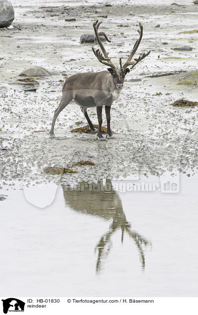 Rentier / reindeer / HB-01830
