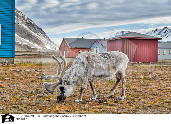 Rentier / reindeer / JR-03269