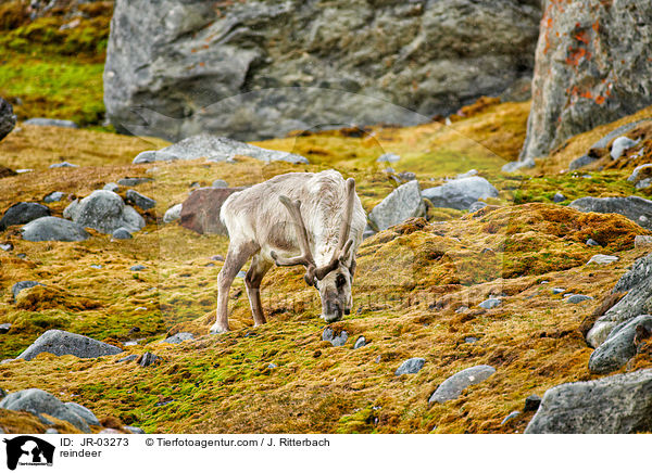 Rentier / reindeer / JR-03273