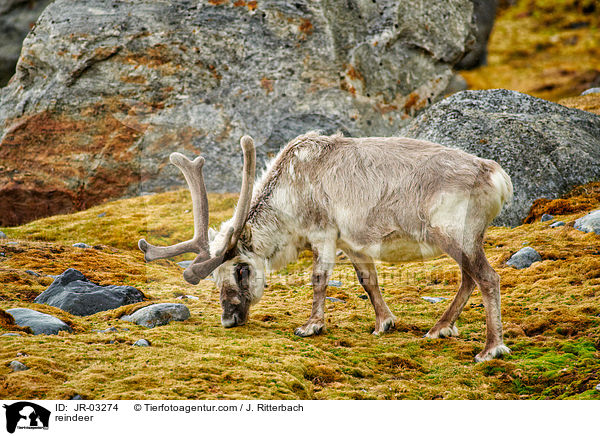 Rentier / reindeer / JR-03274
