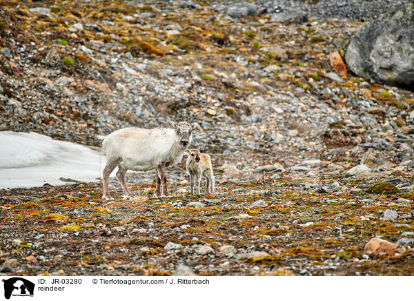 Rentier / reindeer / JR-03280