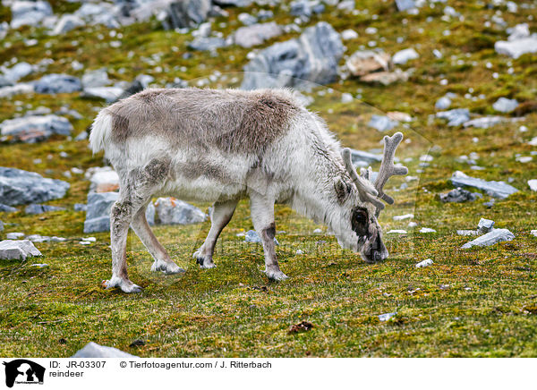 Rentier / reindeer / JR-03307